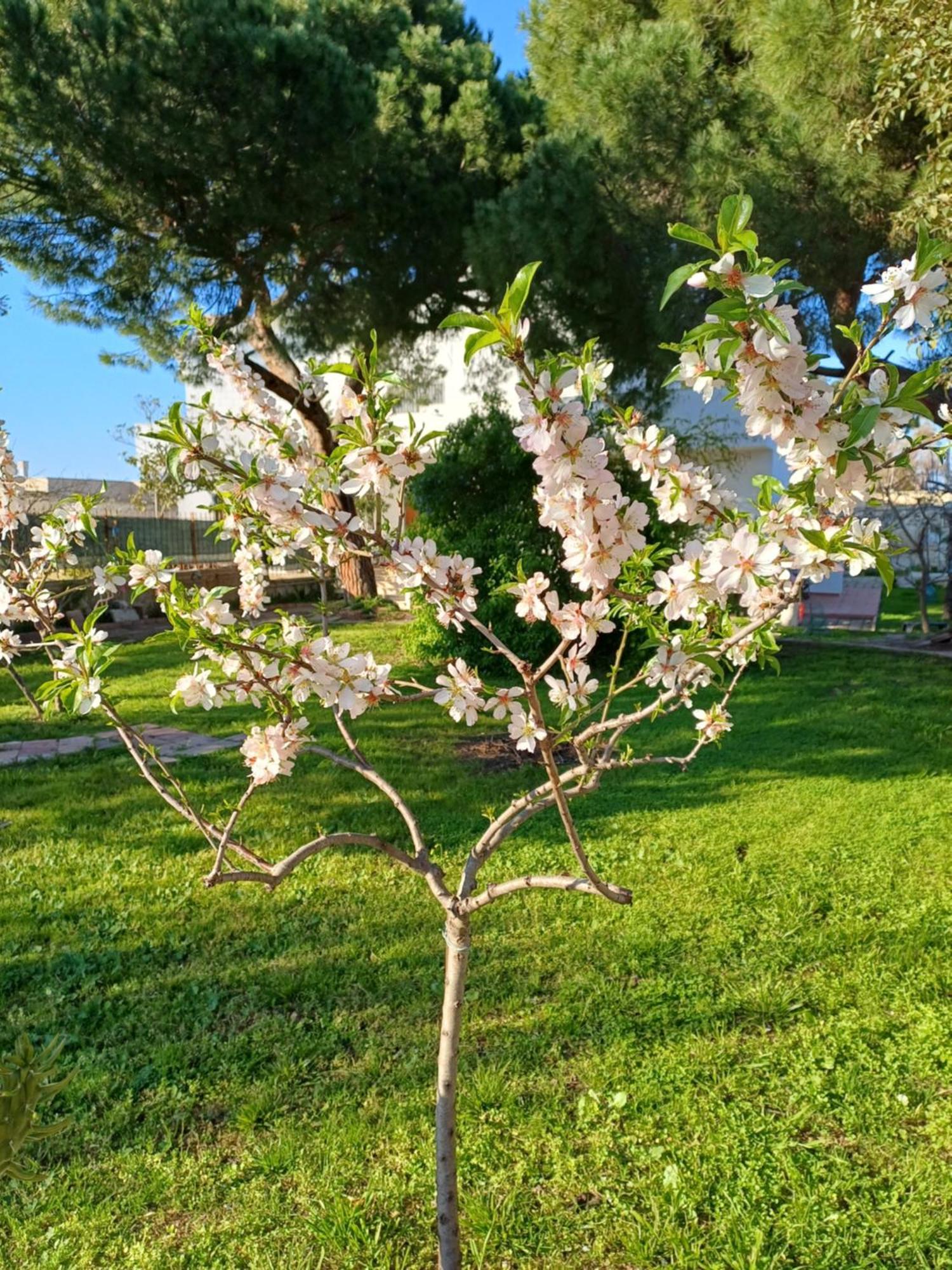 Villa Alma Бари Екстериор снимка